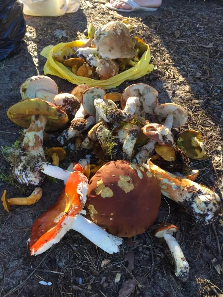 съедобные грибы в Карелии 2019, фото 3