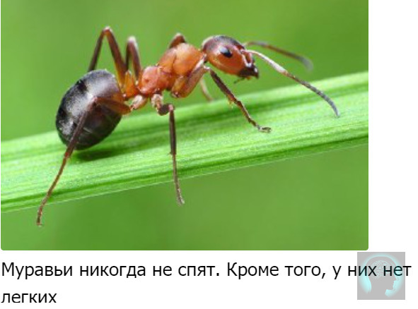 Машинка муравей азлк