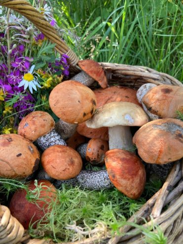 Жители Тверской области ведрами носят грибы и ягоды