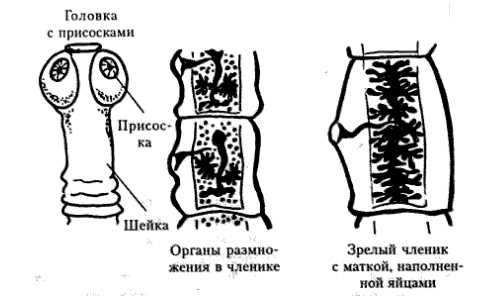 Морфология бычьего цепня